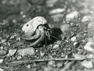 Een landheremietkreeft, London Zoo