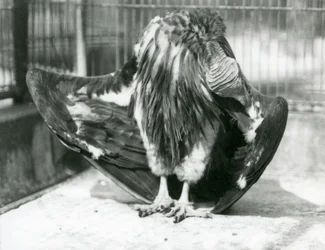 Een Lapetgezichtsgier staand op de vloer van zijn verblijf, zijn vleugelveren poetsend, London Zoo