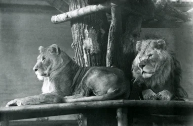 Een leeuw en leeuwin rustend op een hoog platform in hun verblijf, London Zoo in 1929