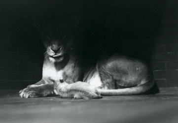 Een leeuwenwelp liggend met zijn moeder in de schaduw achter in hun verblijf, Londense dierentuin, oktober 1925