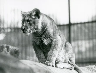 Een leeuwenwelp, geboren in de menagerie in juli 1923, London Zoo, juli 1924