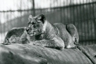 Een leeuwenwelp, geboren in de menagerie in juli 1923, London Zoo, juli 1924
