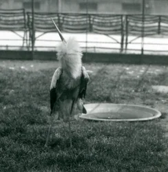 Een maguari-ooievaar die de op-en-neerbalts uitvoert terwijl hij op gras naast een klein betonnen bassin staat, London Zoo, juli 1925