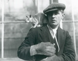 Een Madagaskarreuzenrat zit op de schouder van zijn verzorger, London Zoo, 1924