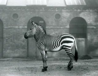Een bergzebra staand in zijn paddock, voor de hoge deuren van het giraffenhuis in London Zoo in 1927