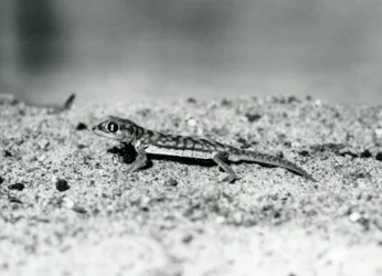 Een Namibzandgekko/webvoetgekko staand op zand, London Zoo, september 1928