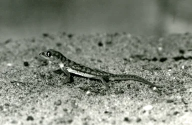 Een Namib zandgekko/Webvoetgekko staand op zand, London Zoo, september 1928