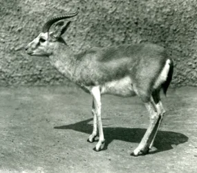 Een Perzische Gazelle in de London Zoo in juni 1925