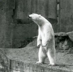 Een ijsbeer rechtop op zijn achterpoten, aan de rand van zijn verblijf op de Mappin Terraces, London Zoo
