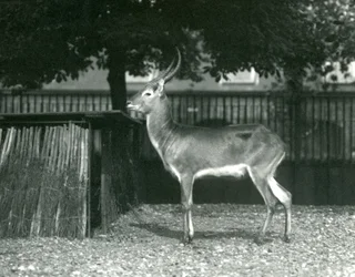 Een rode lechwe in de Londense dierentuin, juli 1924