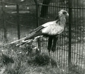 Een secretarisvogel in London Zoo, september 1923