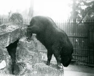 Een Takin, ook bekend als een rundergems of gnoegeit, klimmend van rotsen, London Zoo