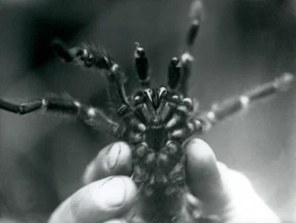 Een Tarantula die omhoog wordt gehouden om zijn giftanden van onderen te laten zien, London Zoo, oktober 1925