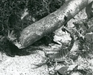 Een Texaanse schorpioen in de London Zoo in 1928