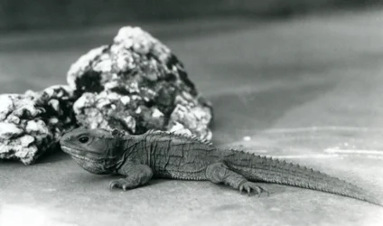 Een Tuatara, liggend voor een rots, in de London Zoo in 1928