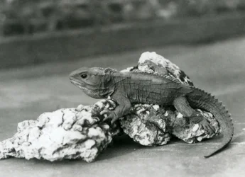 Een tuatara, liggend op een rots, in London Zoo in 1929