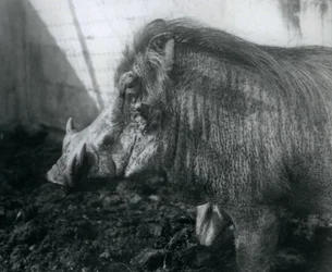 Een Wrattenzwijn staand in de modder, London Zoo, 1927