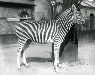 Een zebra staat in de paddock buiten het Zebrahuis in de London Zoo in 1925 (zwart-wit foto)