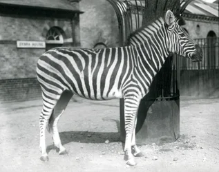 Een zebra staat in de paddock buiten het Zebrahuis in London Zoo in 1925