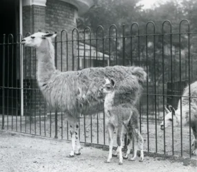 Een baby lama of cria met zijn moeder bij de London Zoo, 1926