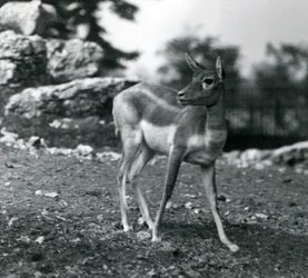 Een vrouwelijke zwartbok in de London Zoo