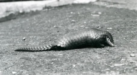 Een vrouwelijke Chinese Schubdier in de London Zoo in augustus 1925