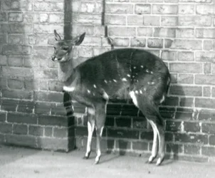 Een vrouwelijke Imbabala Kaapse Bosbok staat tegen een muur in de Londense Zoo, 6 oktober 1927