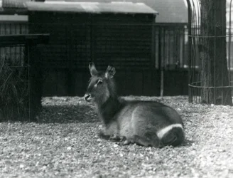 Een vrouwelijke waterbok, Kobus ellipsiprymnus, zittend in haar verblijf in de Londense dierentuin, juni 1924