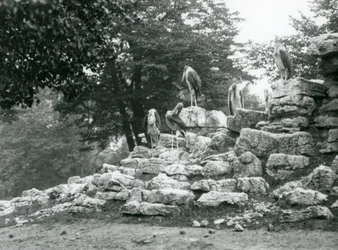 Een groep van vijf maraboes die op rotsen staat in het antilopenverblijf van de London Zoo in 1928