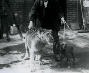 Een verzorger die een Ierse Terriër en een jonge Leeuw uitlaat, London Zoo, september 1925