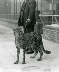 Een verzorger met een cheetah aan de lijn, London Zoo