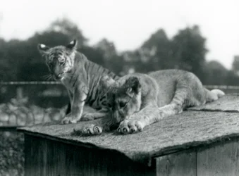 Een leeuwen- en tijgerwelp zitten samen op het dak van hun verblijf, London Zoo, september 1925