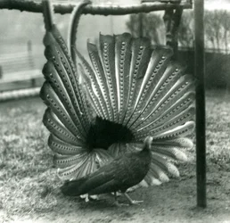 Een mannelijke Argusfazant hofmakerij, met een vrouwtje naast hem, London Zoo, januari 1926