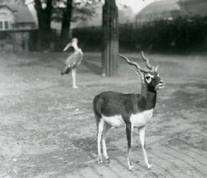 Een mannelijke Zwartebok of Indische Antilope in een paddock in de London Zoo, oktober 1926