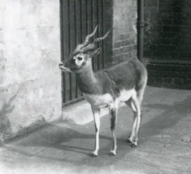 Een mannelijke Zwartebok staand in zijn verblijf in de London Zoo in juni 1925