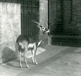 Een mannelijke Zwartebok staand in zijn verblijf in de London Zoo in juni 1925
