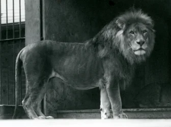 Een mannelijke leeuw in de Londense dierentuin, juni 1924