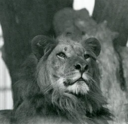Een mannelijke leeuw in de London Zoo in 1929