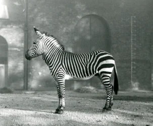 Een mannelijke Bergzebra x Hartmanns Bergzebra staat in zijn paddock in de Londense Zoo in september 1927