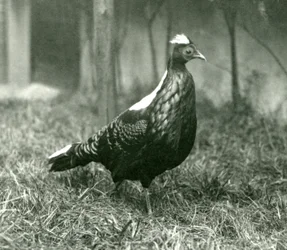 Een mannelijke Swinhoes fazant in de Londense dierentuin, september 1923