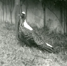 Een mannelijke Swinhoes fazant in de Londense dierentuin, september 1923