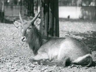 Een mannelijke waterbok, Kobus ellipsiprymnus, zittend in zijn verblijf in London Zoo, jaren 1920