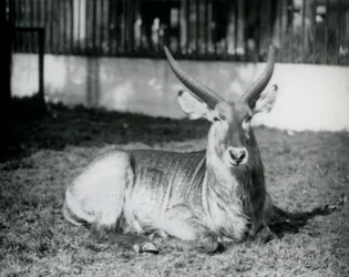 Een mannelijke waterbok liggend op het gras in zijn weide in London Zoo in 1928 (zwart-wit foto)