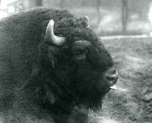 Een mannelijke Europese bizon, London Zoo, februari 1928