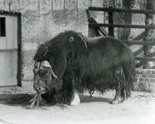 Een volwassen mannelijke muskusos, ook gespeld als musk ox en musk-ox, staand en etend in zijn verblijf in de Londense dierentuin in 1931