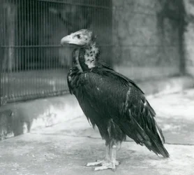 Een bijna bedreigde monniksgier staand in de Londense dierentuin, 1927