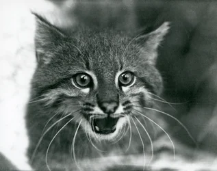 Een bijna bedreigde Pampaskat/Pantanal Kat/Colocolo in London Zoo in 1929 (zwart-wit foto)