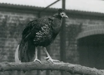 Een bijna bedreigde Viellots vuurhoen op een tak, London Zoo, 1927
