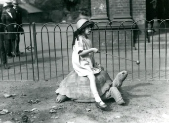 Een klein meisje, Betty, houdt een stok met een appel om de Reuzenschildpad te leiden waarop ze rijdt, London Zoo, 1924