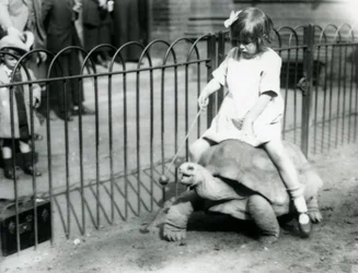 Een klein meisje, Betty, houdt een stok met een appel aan het uiteinde vast om de reuzenschildpad te leiden waarop ze rijdt, Londense dierentuin, 1924